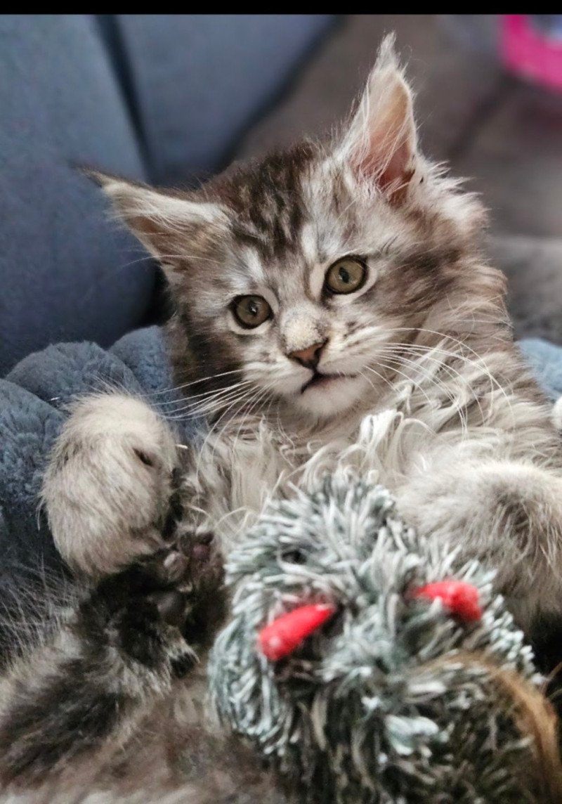 Arès Mâle Maine coon