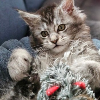 chaton Maine coon black silver blotched tabby Arès Chatterie des coons d'Ambre chaton Maine coon black silver blotched tabby Arès Chatterie des coons d'Ambre