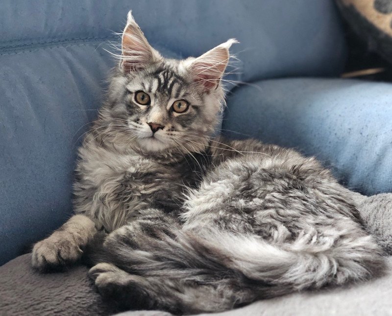 Arès Mâle Maine coon