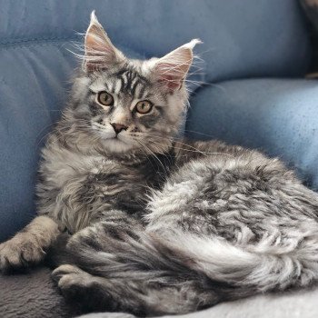 chaton Maine coon black silver blotched tabby Arès Chatterie des coons d'Ambre