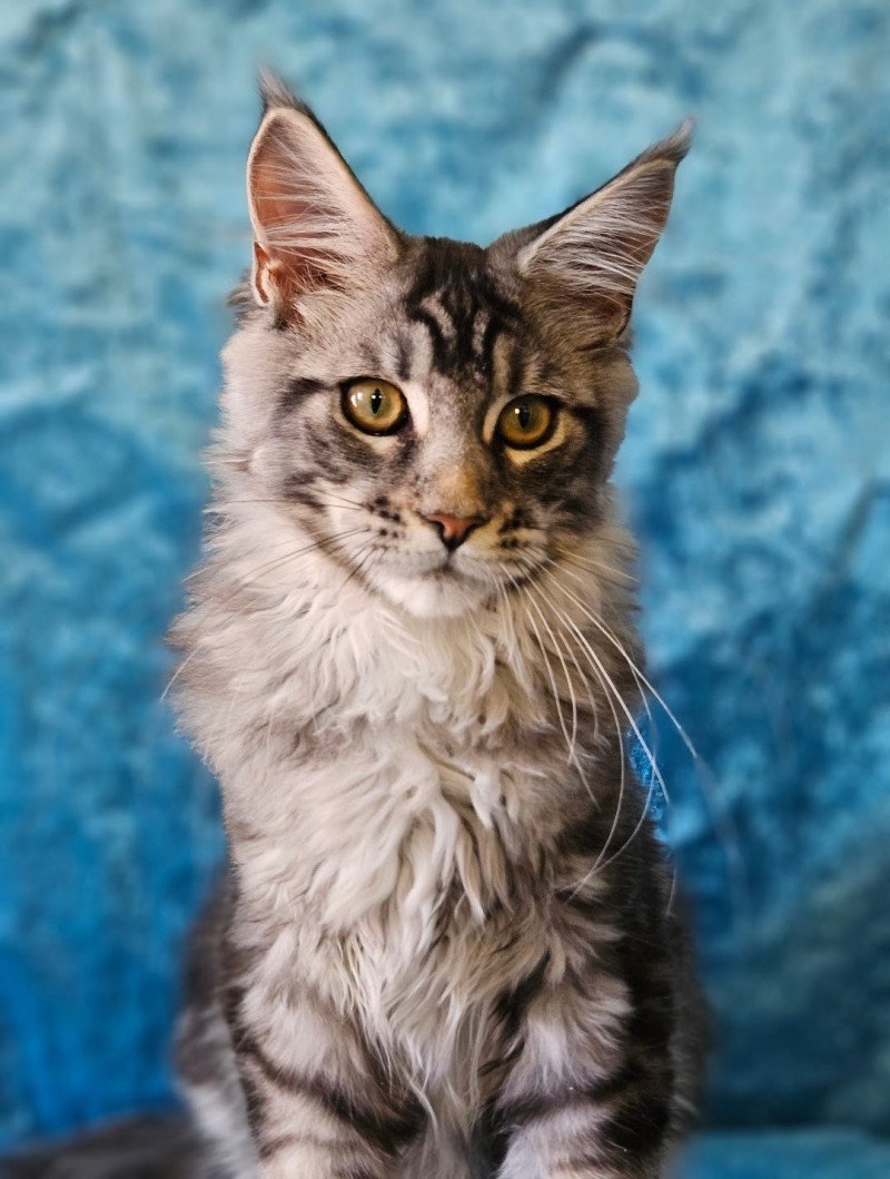 Arès Mâle Maine coon