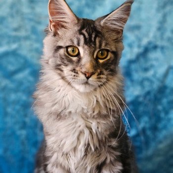 chaton Maine coon black silver blotched tabby Arès Chatterie des coons d'Ambre chaton Maine coon black silver blotched tabby Arès Chatterie des coons d'Ambre