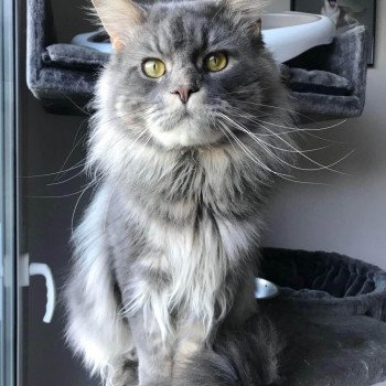 Prime Mâle Maine coon