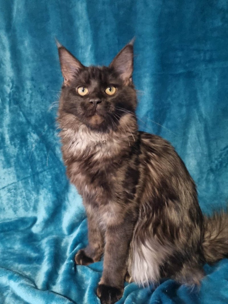 Tallin Femelle Maine coon