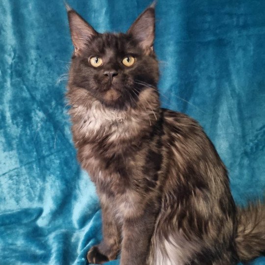 Tallin Femelle Maine coon