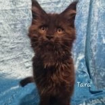 chaton Maine coon black Tara Chatterie des coons d'Ambre