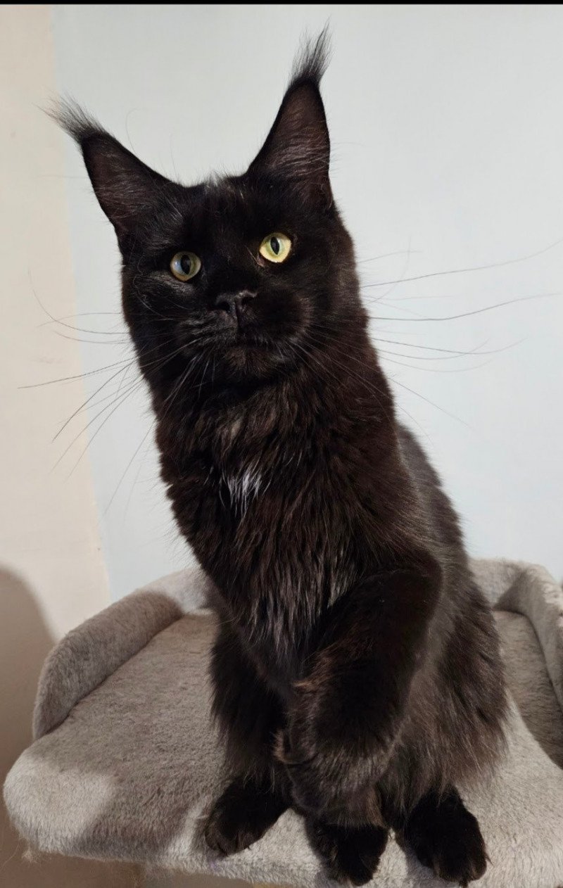 Tara des Coons d'Ambre Femelle Maine coon