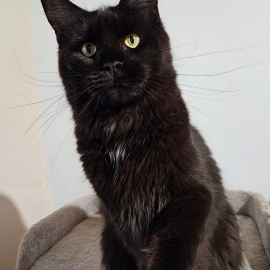 Tara des Coons d'Ambre Femelle Maine coon