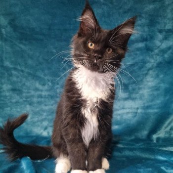 chaton Maine coon black & blanc Tiana Chatterie des coons d'Ambre