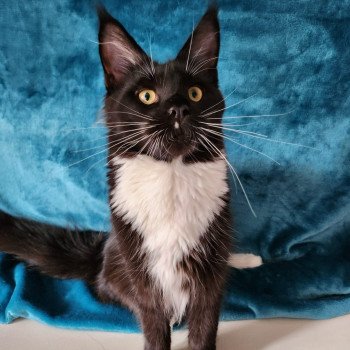 chaton Maine coon black & blanc Tiana Chatterie des coons d'Ambre