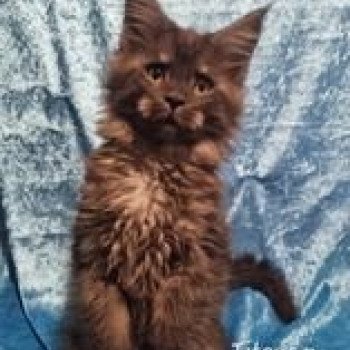 chaton Maine coon black smoke Titouan Chatterie des coons d'Ambre