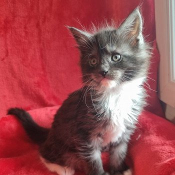 chaton Maine coon black smoke & blanc Uguette des coons d'Ambre Chatterie des coons d'Ambre