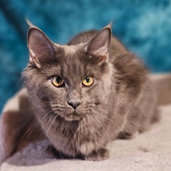 chat Maine coon blue smoke Uranie des Coons d'Ambre Chatterie des coons d'Ambre