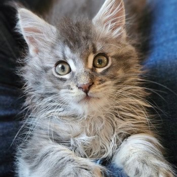 chaton Maine coon blue silver blotched tabby Viranie Chatterie des coons d'Ambre