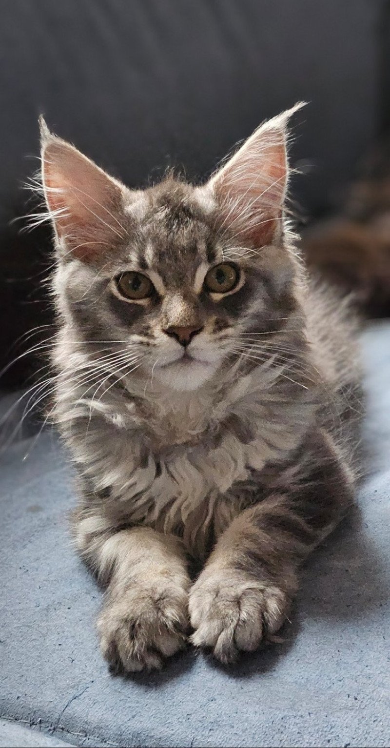 Viranie Femelle Maine coon