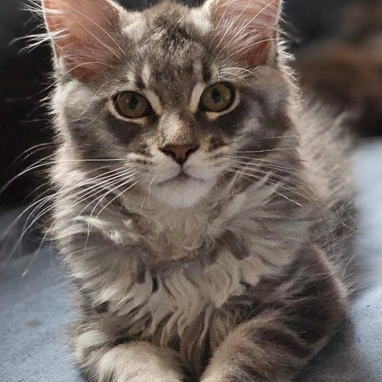 Viranie Femelle Maine coon