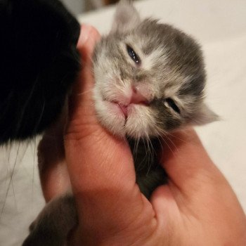 chaton Maine coon blue silver blotched tabby Winston Chatterie des coons d'Ambre