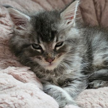 chaton Maine coon blue silver blotched tabby Winston Chatterie des coons d'Ambre